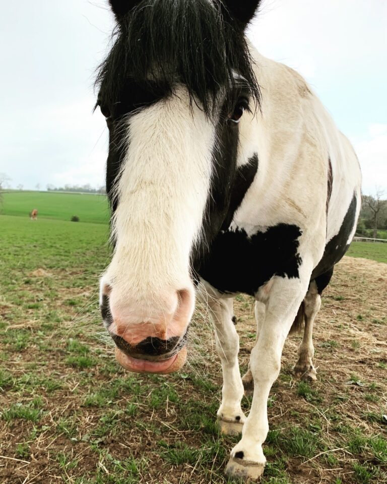 Immy's Horse Jango